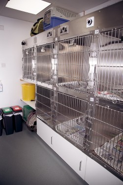 Cat Care At Acorn House Vets