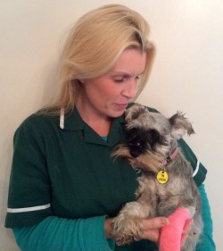 Veterinary Nurse nursing a sick dog