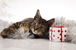 Cat Boarding In Chelsea, West London
