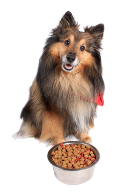 Pet Diets & Pet Products