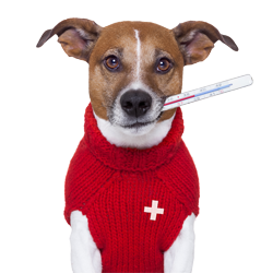 Veterinary Emergencies In Chelsea, London