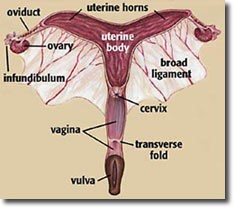 The mare's reproduction system