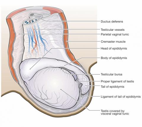 Equine Testicular Anatomy - Central Equine Center - Castration