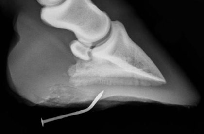 Central Equine hoof penetration with a nail