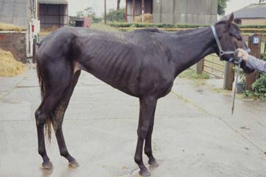 Central Equine Grass Sickness