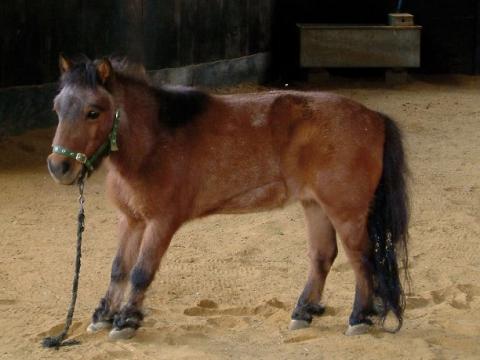 Pony with Laminitis - Central Equine Vets