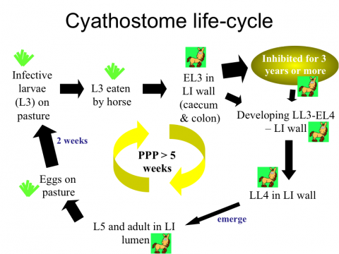 Cyathostome life-cycle