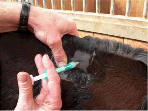 Microchipping and passports at Central Equine Vets