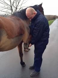 Central Equine - flexion test