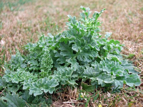 Central Equine - Ragwort