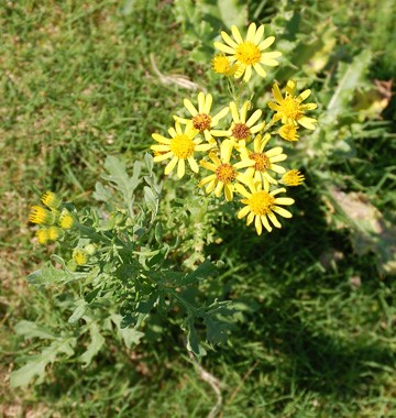 Central Equine - Ragwort