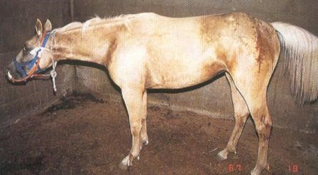 Central Equine Tetanus