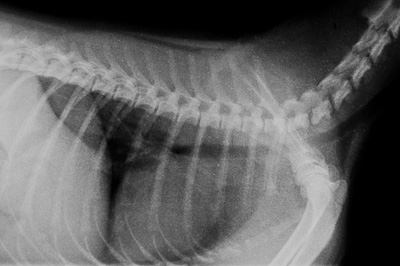 A chest X-ray of a dog