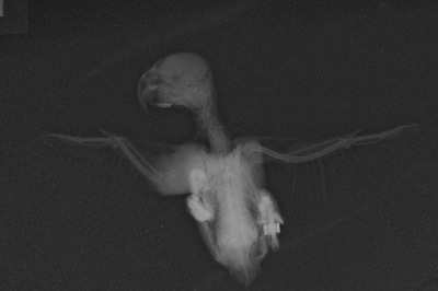 X-ray of a parrot