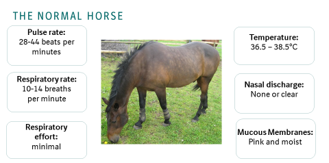 The Normal Horse Vital Signs