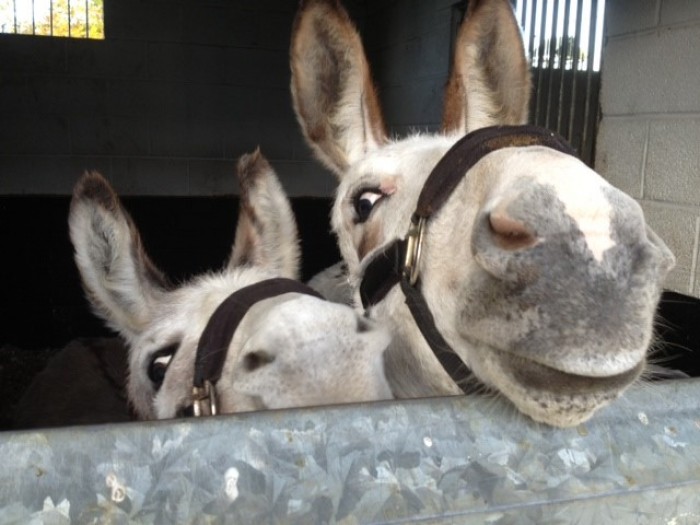 Tyrrells Equine - Donkeys