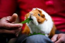 Guinea Pig