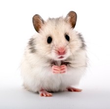 Hamster