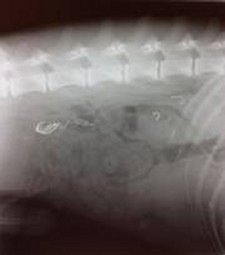 Weardale Vets - Surgery Image